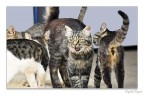 gatti gatti