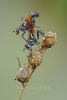 Cylindromyia sp. Cylindromyia sp.