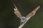 Licenide sfumata... Licenide sfumata...