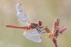 Sympetrum fonscolombiiMachio Sympetrum fonscolombiiMachio