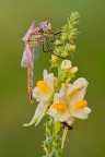 Sympetrum fonscolombii Sympetrum fonscolombii