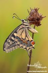...Papilio Macaon... ...Papilio Macaon...