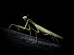 Alien Alien