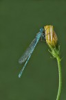 Coenagrion Puella...
