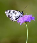 Melanargia Galathea 2