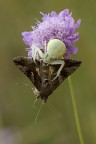 Documento: Misumenia-Autographa Documento: Misumenia-Autographa