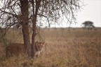 Tanzania II Tanzania II