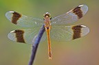 Sympetrum pedemontanum