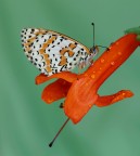 Melitaea didyma...