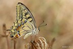 papilio machaon papilio machaon