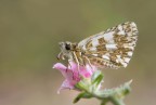 Pyrgus malvae... Pyrgus malvae...