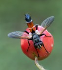 Cylindromyia Cylindromyia