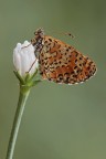 Melitea Melitea