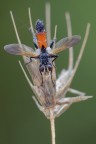 Cylindromyia brassicaria