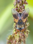 mosca con rugiada