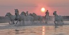 Camargue Guardiān Camargue Guardiān