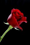 Rosa Rosa