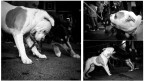dogs dogs