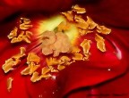 Il cuore di velluto rosso. Il cuore di velluto rosso.