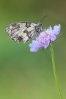Melanargia galathea Melanargia galathea