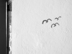Fly away