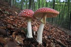 Amanita Amanita