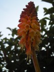 TwisterFlower TwisterFlower