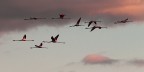 Camargue # 10 Camargue # 10