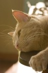 miaoo miaoo