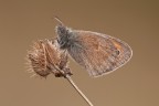 Coenonympha pamphilus Coenonympha pamphilus