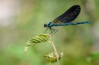 Calopteryx Splendens