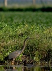 Ardea Purpurea (per fare un po di rabbia a giorgio) Ardea Purpurea (per fare un po di rabbia a giorgio)