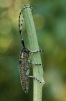 Agapanthia (Epoptes) villosoviridescens... Agapanthia (Epoptes) villosoviridescens...