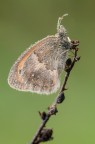 Coenonympha pamphilus