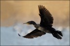 Cormorano Cormorano