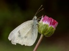 Pieris brassicae (cavolaia)...