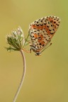 Melitaea
