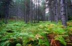 SILA - Gli alberi SILA - Gli alberi