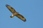 Poiana (Buteo buteo) Poiana (Buteo buteo)