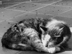 miciona anziana che dorme sempre miciona anziana che dorme sempre