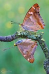 Apatura ilia Apatura ilia