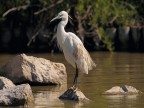 Camargue # 15 Camargue # 15