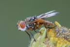 Ectophasia Ectophasia