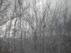 Alberi innevati Alberi innevati