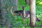 nel bosco nel bosco