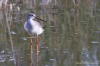 Totano moro Totano moro