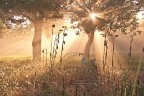 Nebbia di mattina Nebbia di mattina