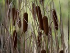 Savana? No orto botanico Savana? No orto botanico