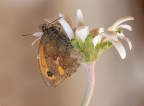 Coenonimpha pamphilius... Coenonimpha pamphilius...