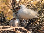 Camargue # 16